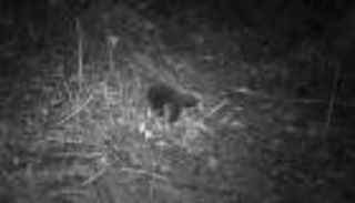 بعد اعتقاد انقراضه.. رصد حيوان أسطوري اختفى 60 عاما (فيديو)