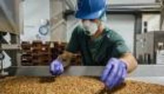 سباق عالمي في تربية الحشرات.. ما علاقة المناخ؟