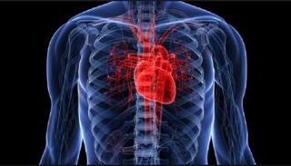 عضلة القلب - تعبيرية