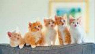 القطط تستخدم 300 تعبير وجه مميز للتواصل والتعبير