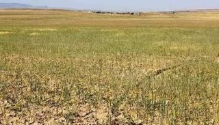 حقول القمح في محافظة باجة شمال غربي تونس - أرشيفية