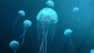 قناديل البحر - أرشيفية