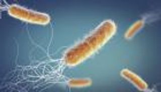 علماء يخشون «الوباء الصامت»: الجائحة القادمة تقتل من الآن