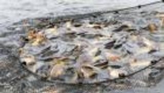 الاستزراع السمكي في الإمارات.. ركيزة تعزز استدامة الأمن الغذائي