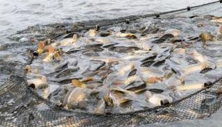 الإمارات مؤهلة للتحول إلى مركز إقليمي للاستزراع السمكي