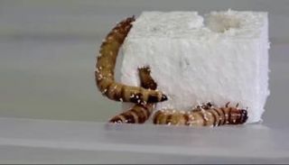 الحشرات تحتوي في بطونها بكتيريا قادرة على تحليل البلاستيك