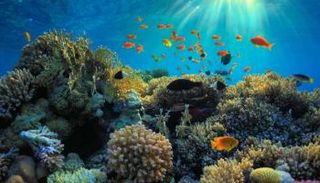 هل تنقذ سخونة المحيطات مساعي مواجهة التغير المناخي؟