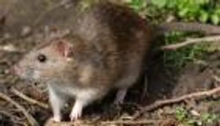 «فأر» يطيح بمسؤول مصري