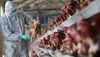 رصد إنفلونزا الطيور شديدة العدوى في اليابان