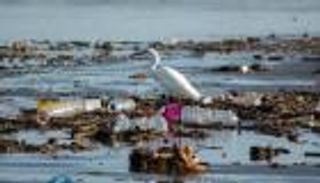 التغيرات المناخية.. خطر يداهم أدمغة الحيوانات وأجهزتها العصبية