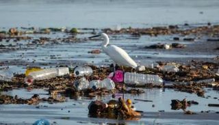 تداعيات درجات الحرارة القصوى على قدرة الحيوانات على التكيف