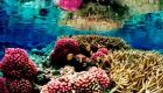 تغير المناخ يقتل الشعاب المرجانية.. دراسة تكشف تفاصيل صادمة