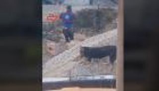 فيديو مؤثر.. كلب يدفن صغاره بعد القصف في غزة؟