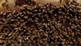 اكتشاف نحل محنط عمره 3 آلاف عام (فيديو)