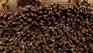 نحل - أرشيفية