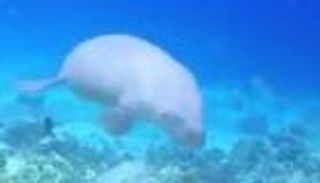 سمكة نادرة في مياه مصر.. تلد وترضع وتعيش 100 عام