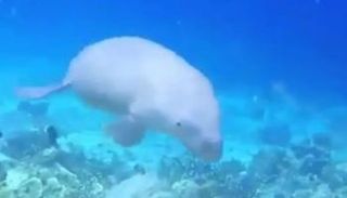 سمكة الدوجونج في مياه البحر الأحمر