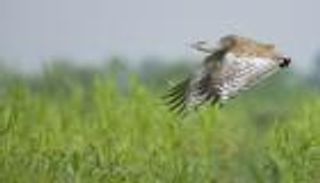 مبادرات الإمارات للحفاظ على الحبارى.. بصمة عالمية تحفظ التنوع البيولوجي