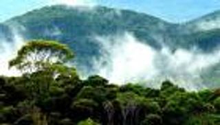 خلال COP28.. بنوك تنموية تبدأ حملات ترويجية لـ«مقايضة الديون بالطبيعة»