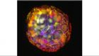 ابتكار روبوتات صغيرة مصنوعة من خلايا البشر