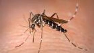 دراسة تغير مفاهيم البشر عن البعوض.. كيف تغيرت «قدرة الذكور»؟