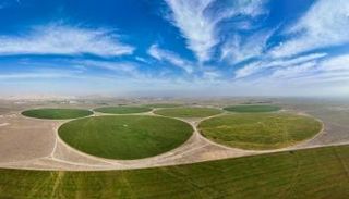 زراعة القمح بدولة الإمارات