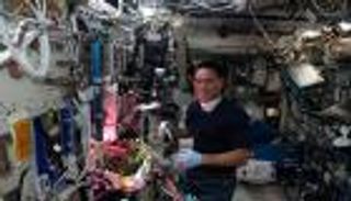 طماطم مفقودة في الفضاء منذ 8 أشهر.. ضلت طريقها بعد الزراعة