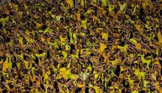 حجز تذاكر مباراة الاتحاد والاهلي