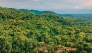 COP28 والغابات المطيرة.. رئة العالم محمية في "اتفاق الإمارات" (تحليل)