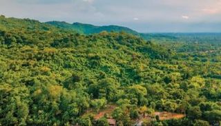 COP38 أكد العمل على الحفاظ على رئة العالم المتمثلة في الغابات