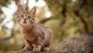 القطط تقتل 2000 نوع من الكائنات الحية في العالم