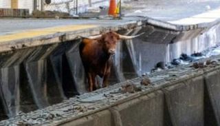 الثور الهائج على القضبان