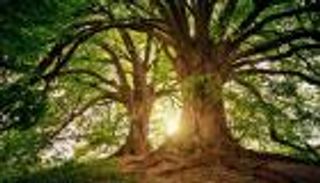 ممارسات التكيف المحلية مع المناخ.. الطريق لمستقبل خالٍ من الكربون