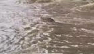 ظهور تمساح في فيضانات أستراليا (فيديو)