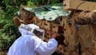 «عسل السدر» في خطر.. تغير المناخ وقطع الأشجار يحاصران نحل اليمن