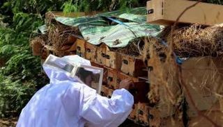 إنتاج عسل النحل باليمن