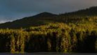 قرار غير مسبوق.. أمريكا تفرض حمايتها على الأشجار العتيقة