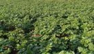 خبراء لـ«العين الإخبارية»: الزراعة الذكية بالمغرب حل لمواجهة الجفاف