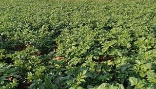 الزراعة الذكية في المعرب