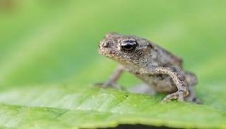 اكتشاف نوع غريب من الضفادع