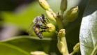 تقنيات مستوحاة من الطبيعة في 2023.. بوصلة الحشرات وأشجار مكافحة الحرائق