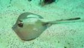 انقراض أول سمكة بسبب البشر (فيديو)