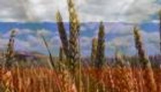 142.6 مليون طن.. روسيا تسجل ثاني أكبر محصول من الحبوب بتاريخها