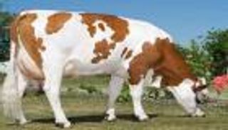 «ملكة جمال البقر».. مميزاتها والبيئة المناسبة لتربيتها