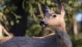 «زومبي الغزلان» يثير ضجة.. مرض قاتل شديد العدوى ويهدد البشر