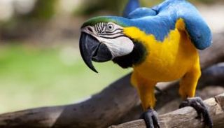 ببغاء يقف على غصن شجرة