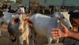 الحمى القلاعية تهدد الجزائر.. وتحرك رسمي