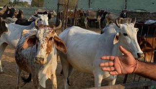 الخطر يهدد الثروة الحيوانية بالجزائر - أرشيفية