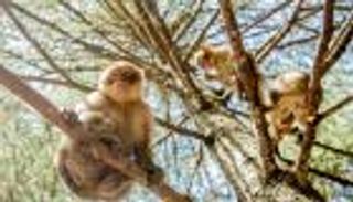 7 قرود تقتل عاملاً.. والرصاص يمنع كارثة