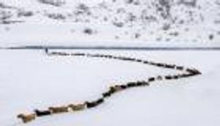 قطيع الغنم "المذهل" لم يعبر ثلوج تازة المغربية.. إليك حقيقة الصورة